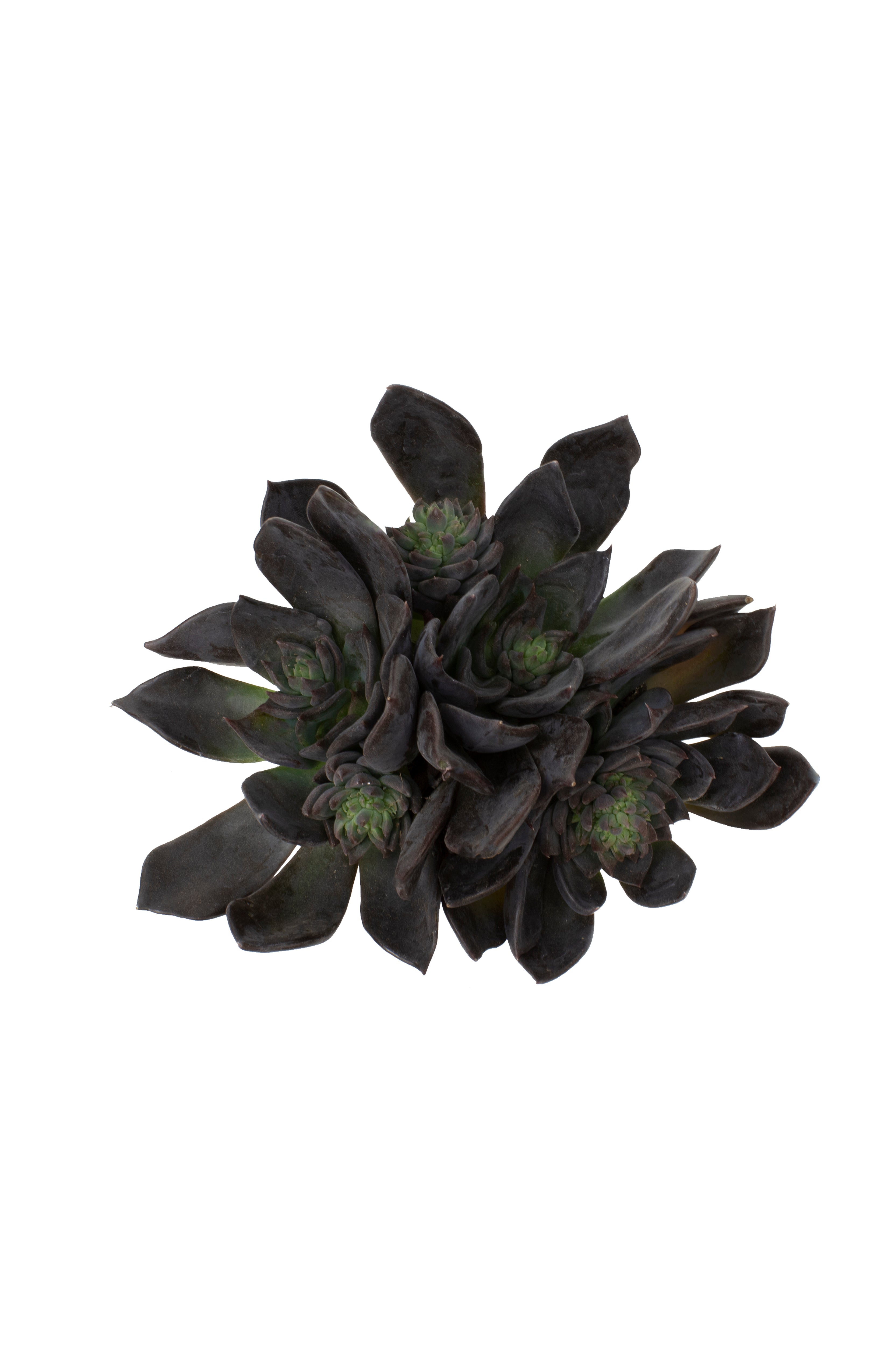 Echeveria 'Dark Moon' US PP28,685