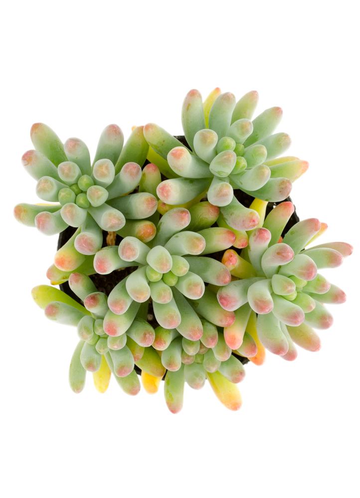 Sedum pachyphyllum