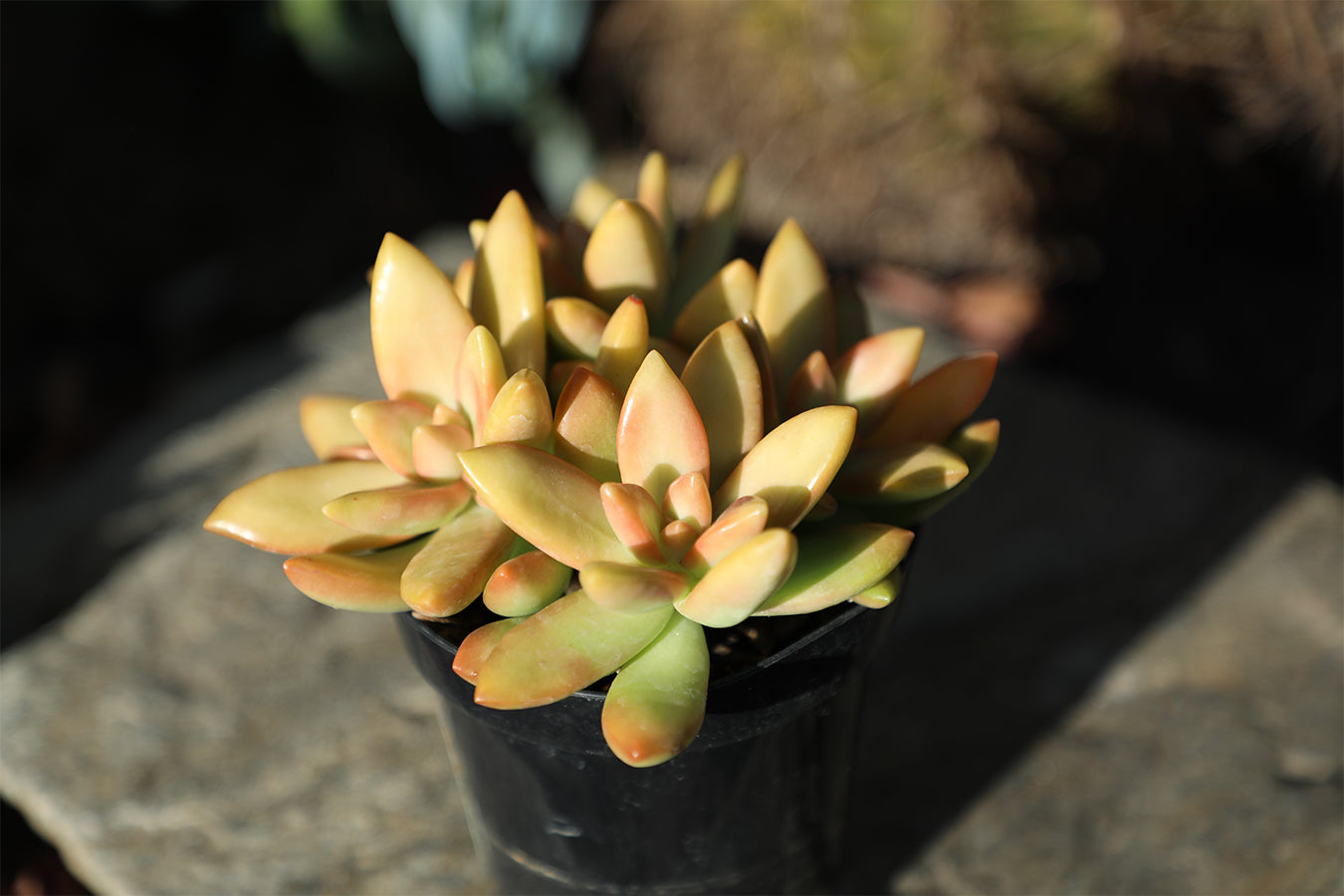 Garden Champions™ Sedum adolphi “Golden Sedum”