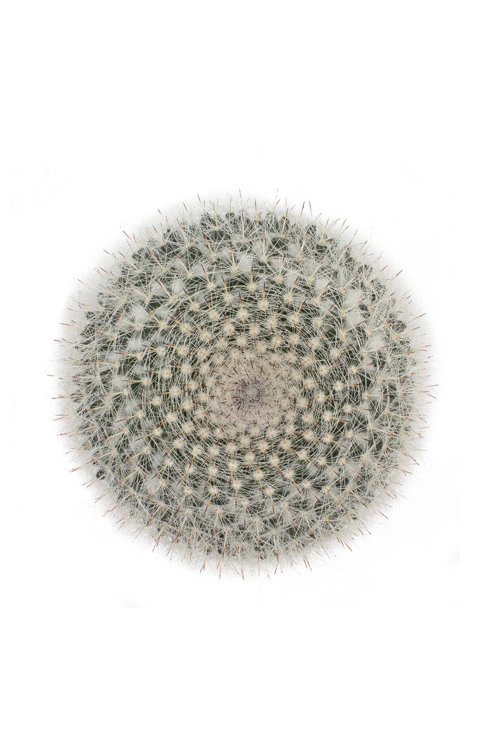 Mammillaria hahniana "Old Lady Cactus"