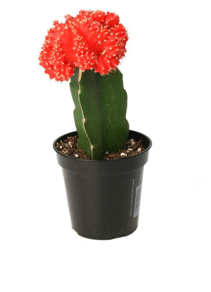 Gymnocalycium mihanovichii 'Hibotan' "Moon Cactus"