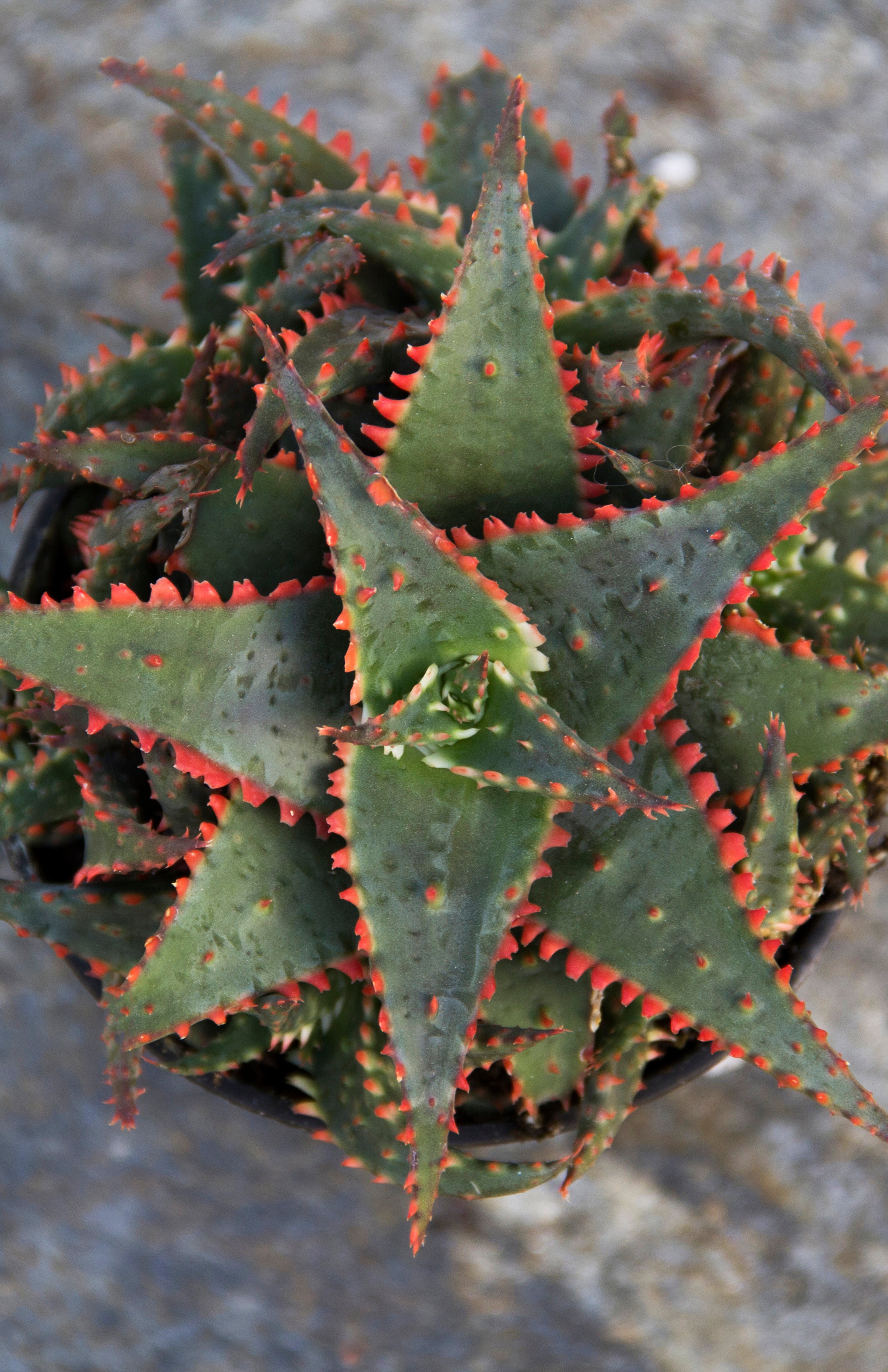 Aloe ‘Christmas Sleigh’