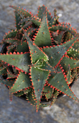 Aloe ‘Christmas Sleigh’