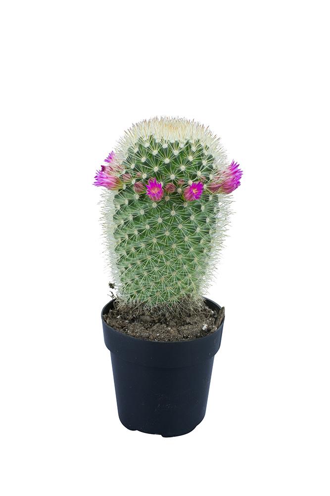 Mammillaria pilcayensis "Bristle Brush"