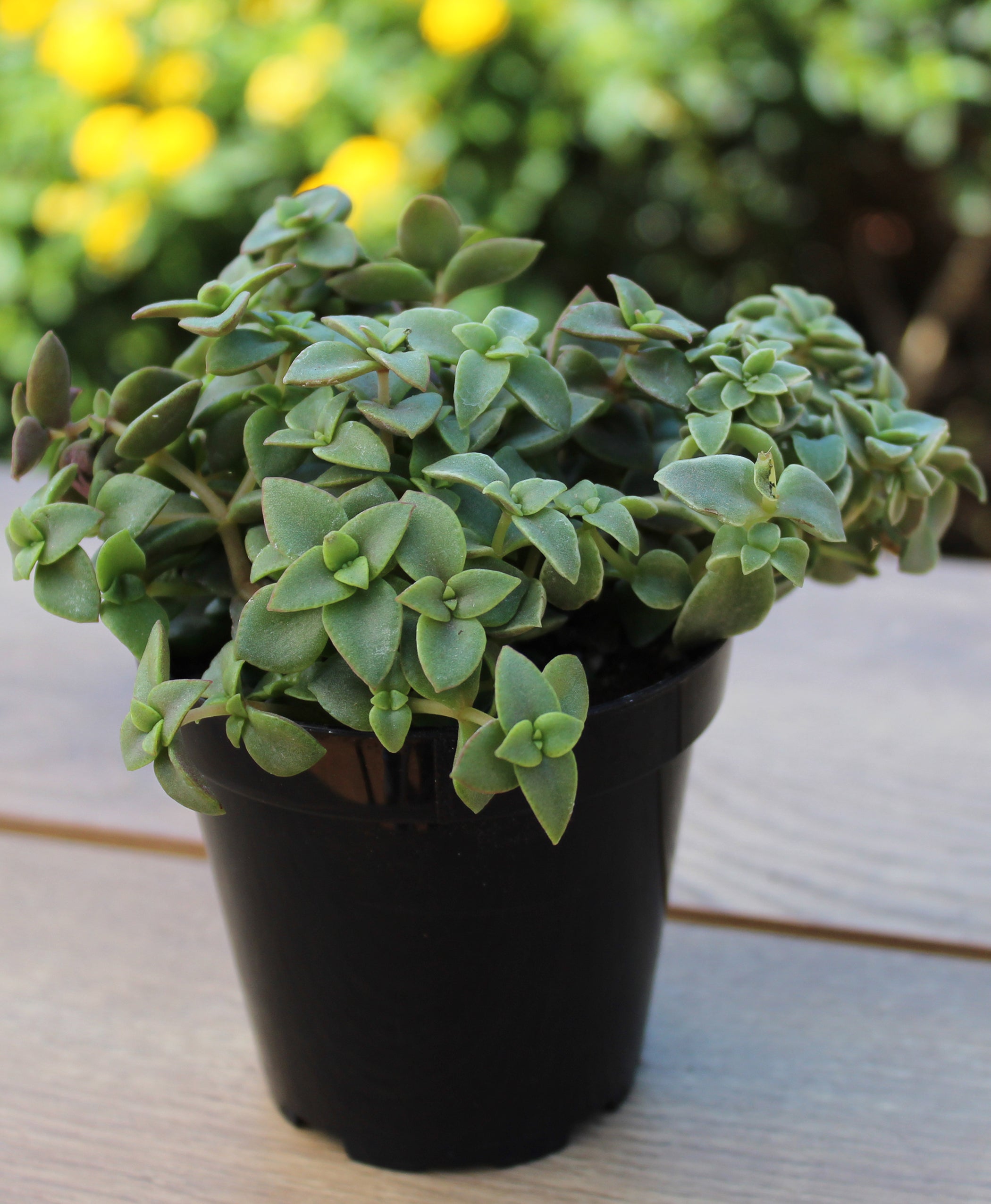 Crassula marginalis rubra ‘Variegata’ “Calico Kitten”