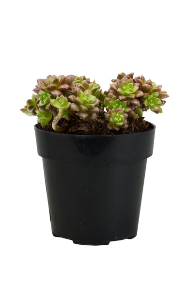 sedum little gem succulent Cremnosedum 'Little Gem' – Altman Plants