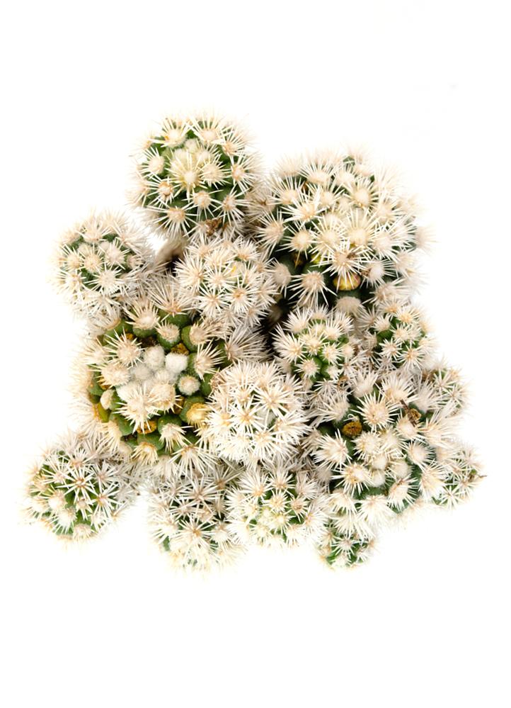 Mammillaria gracilis fragilis monstrose 'Arizona Snowcap'