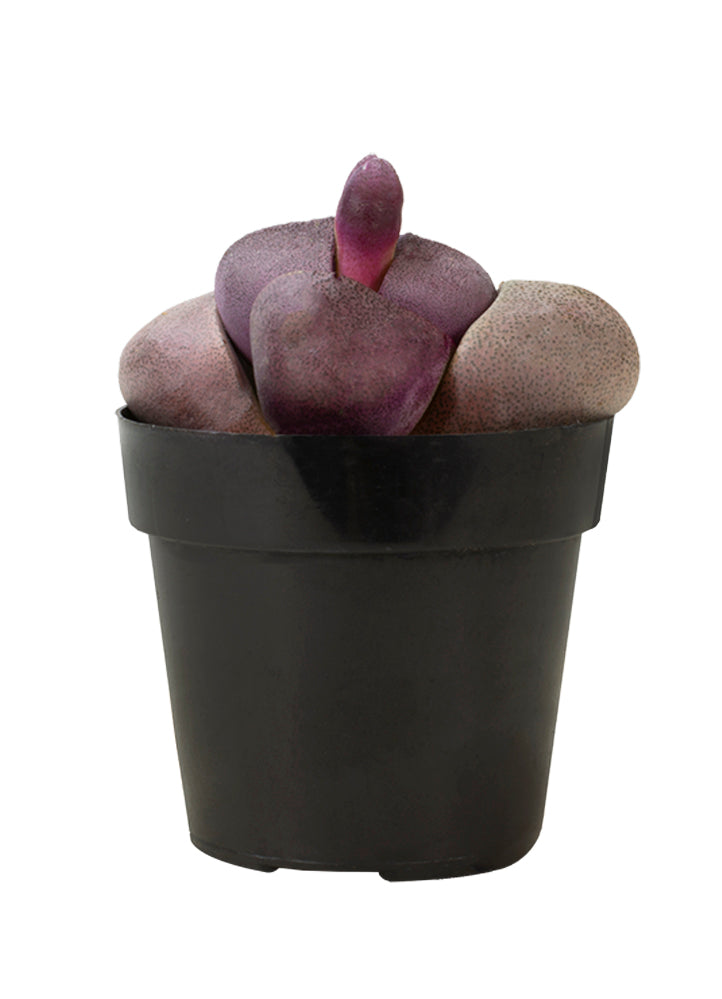 Pleiospilos nelii ‘Royal Flush’ “Purple Split Rock”