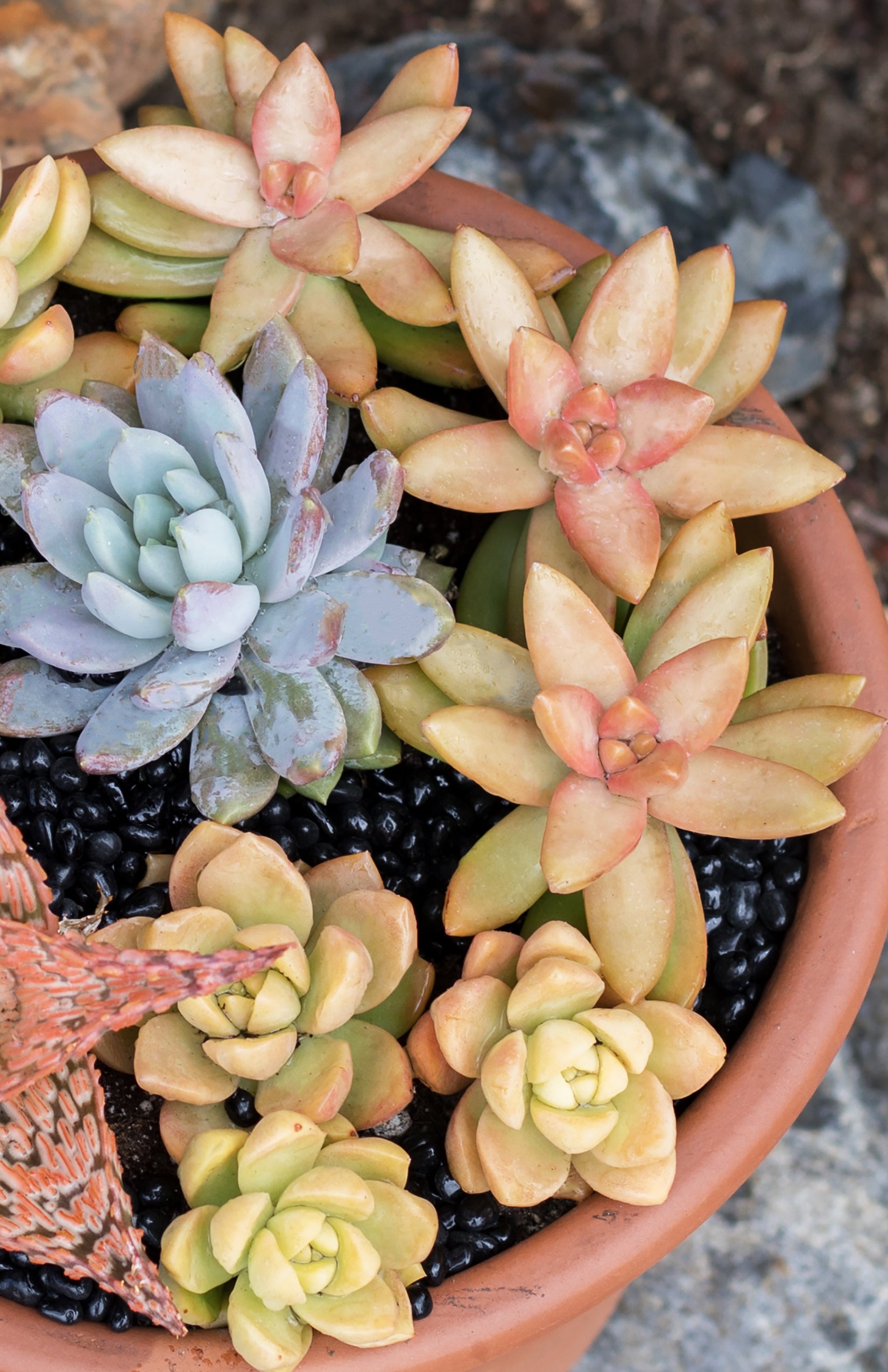 Garden Champions™ Sedum adolphi “Golden Sedum”