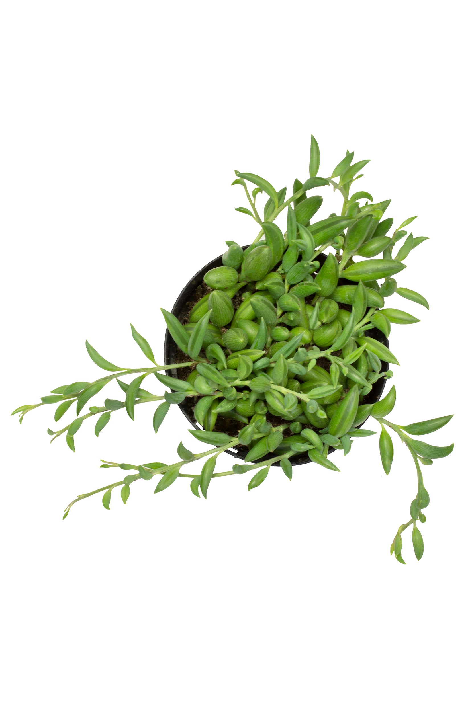 Garden Music™ Senecio radicans “String of Bananas”