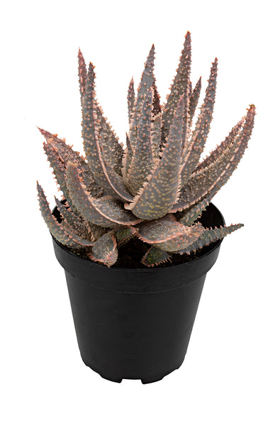 Aloe 'Purple Haze' USPP32,604 – Altman Plants - Retail