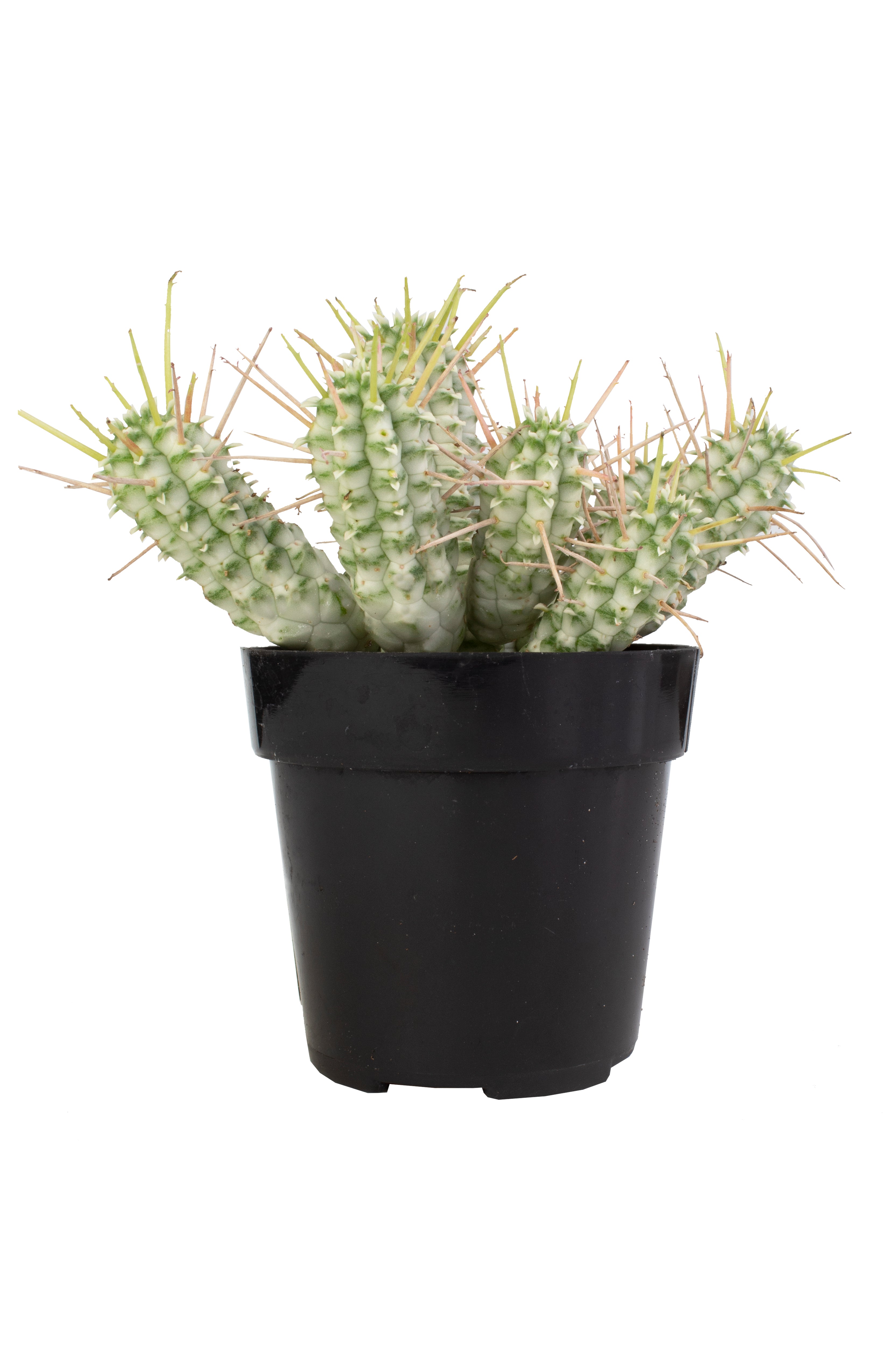 Euphorbia mammillaris 'Variegata'