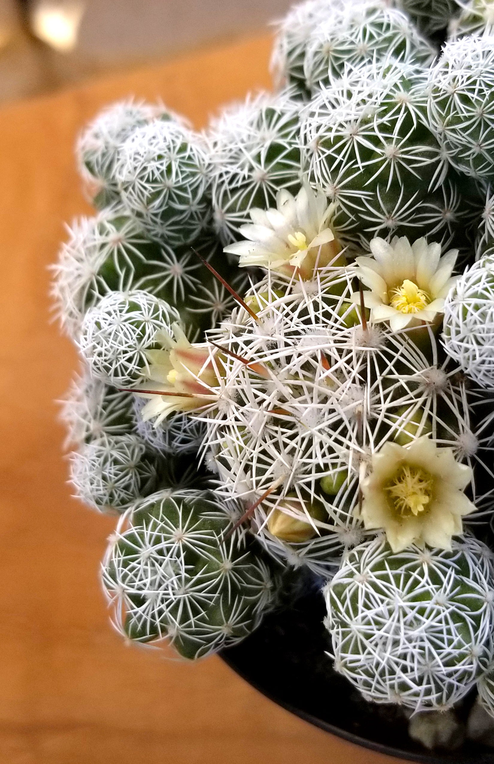 Mammillaria gracilis fragilis "Thimble Cactus"