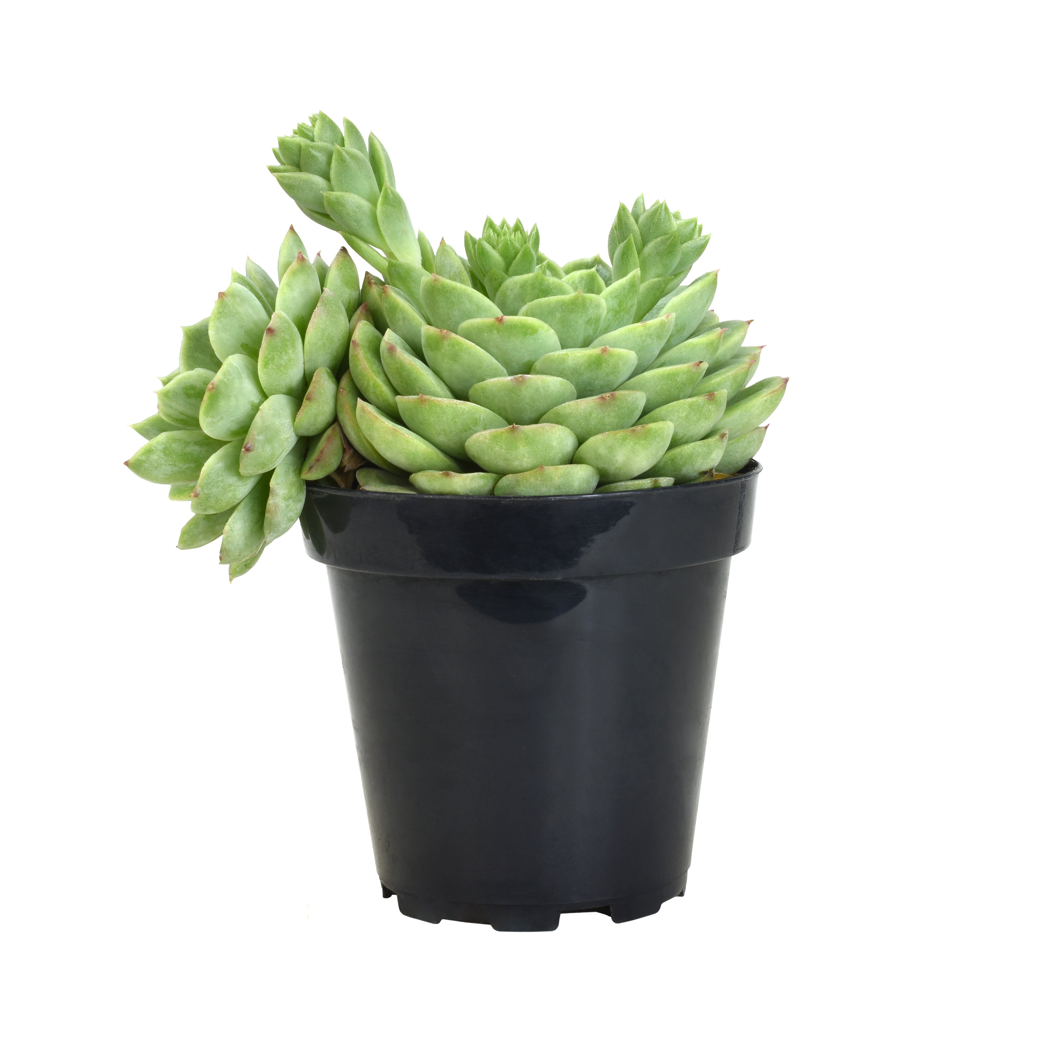 Hybrid Echeveria ‘Lime n’ Chile’: Hen n' Chicks Succulent - Pet-friendly Plant for Cats & Dogs - (3.5") - Drought Tolerant Plants - Easy Plant Care - Non-toxic Succulents – Flowering Plant