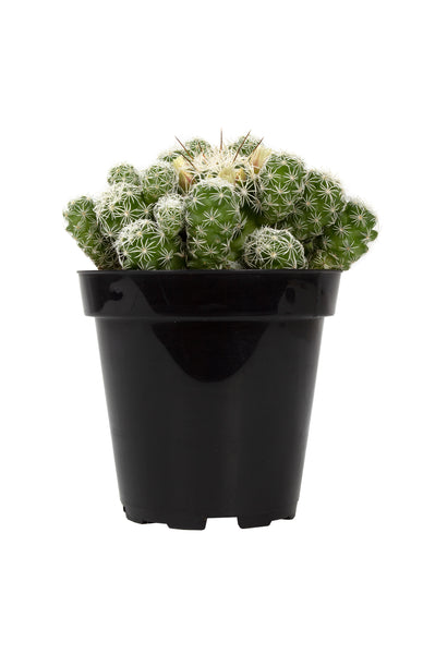 Mammillaria gracilis fragilis 