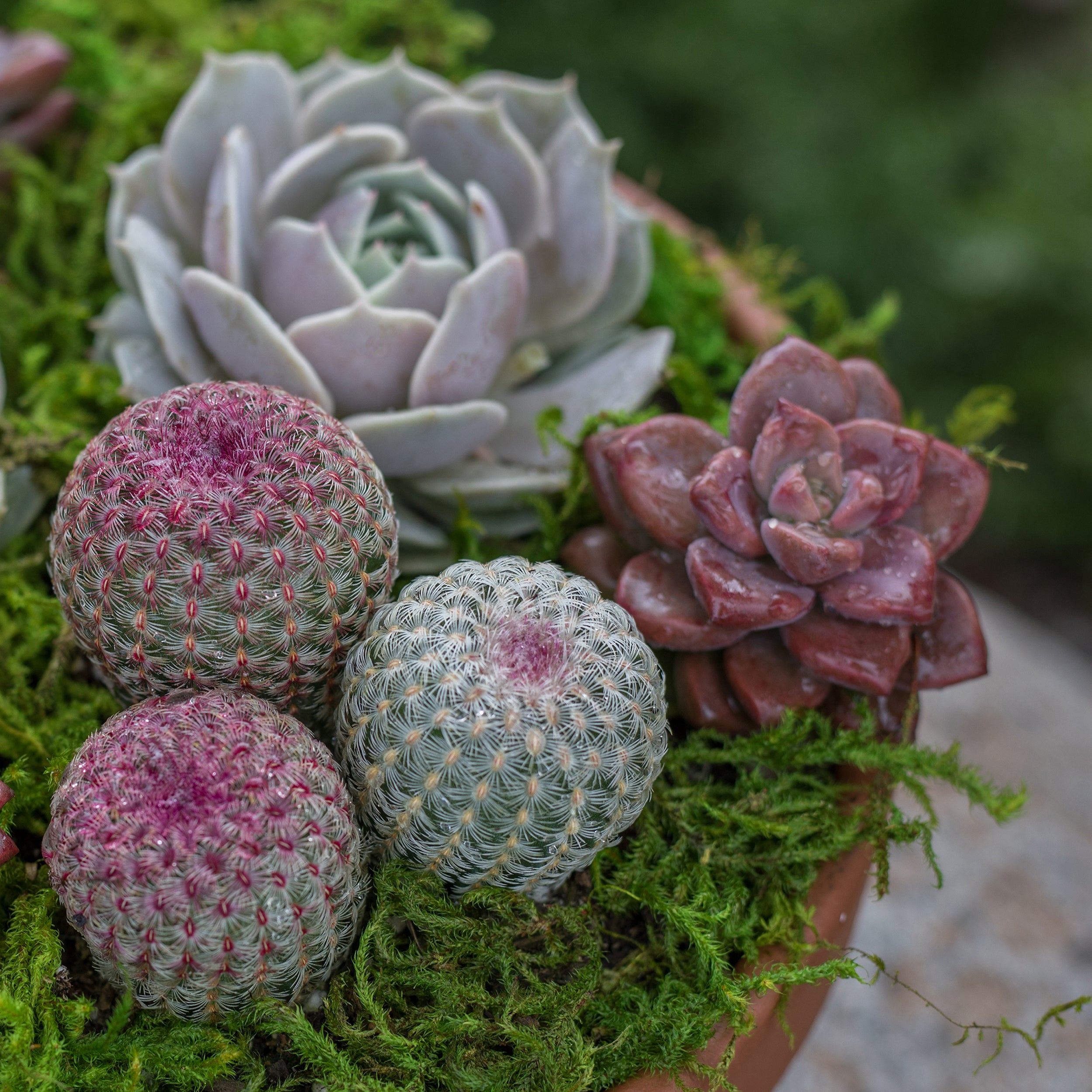 Echinocereus rigidissimus rubrispinus “Rainbow Hedgehog Cactus”