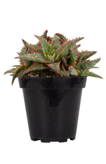 Aloe ‘Christmas Sleigh’