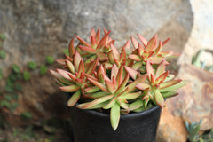 Garden Champions™ Sedum adolphi Firestorm™