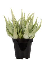 Aloe Snow Drift front white background