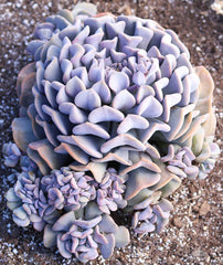 Echeveria ‘Cubic Frost’™ US PP27,527