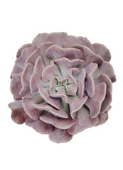 Echeveria ‘Cubic Frost’™ US PP27,527