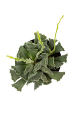 Adromischus cristatus “Key Lime Pie”