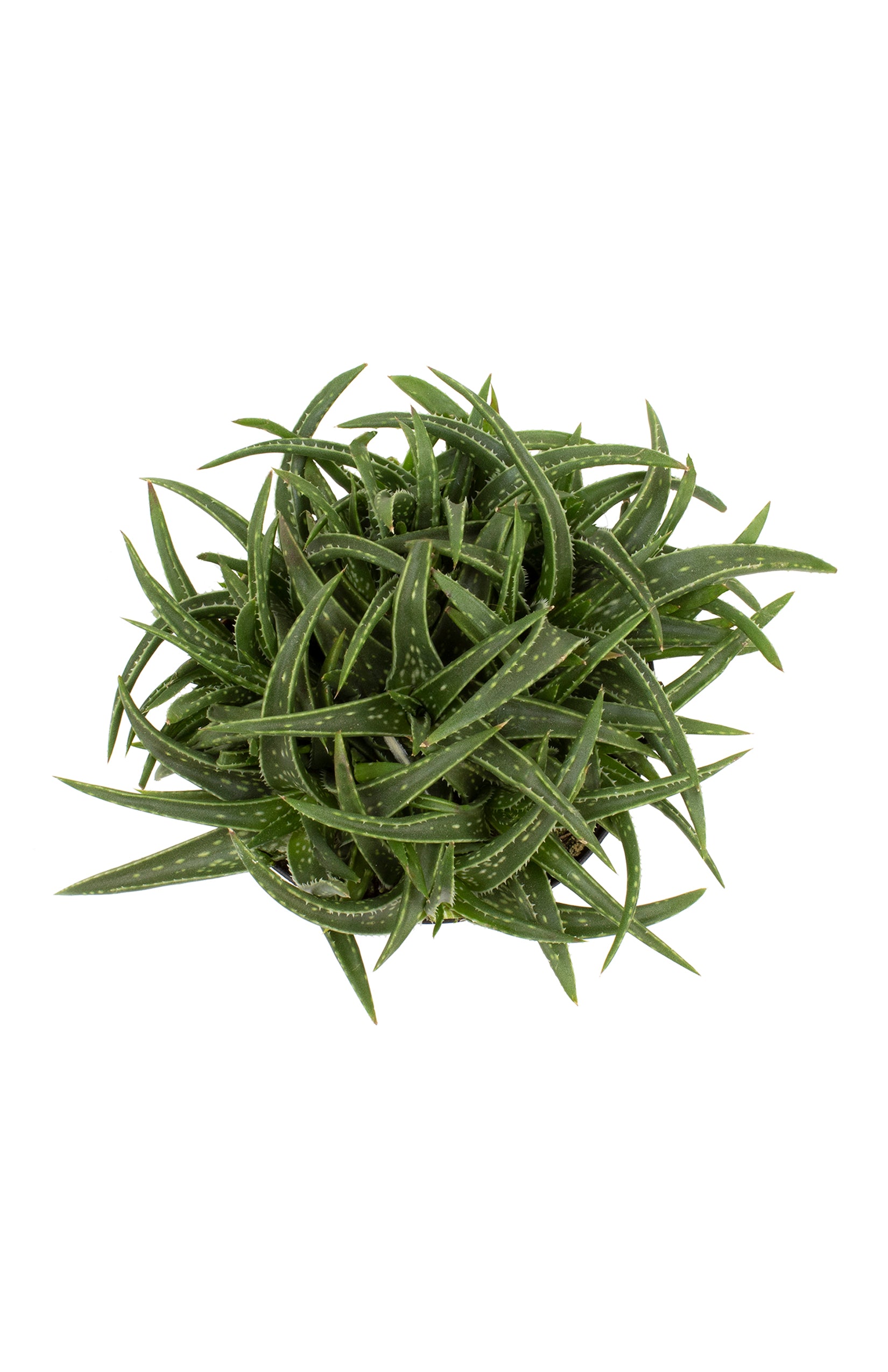 Aloe firebird top white background