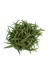 Aloe firebird top white background