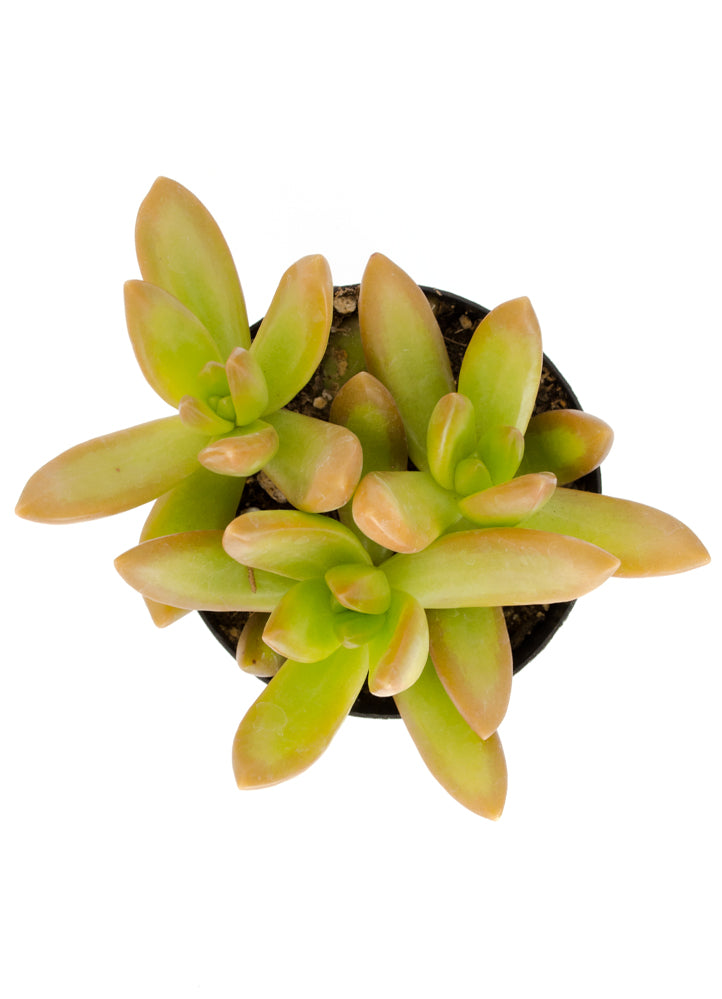 Garden Champions™ Sedum adolphi “Golden Sedum”