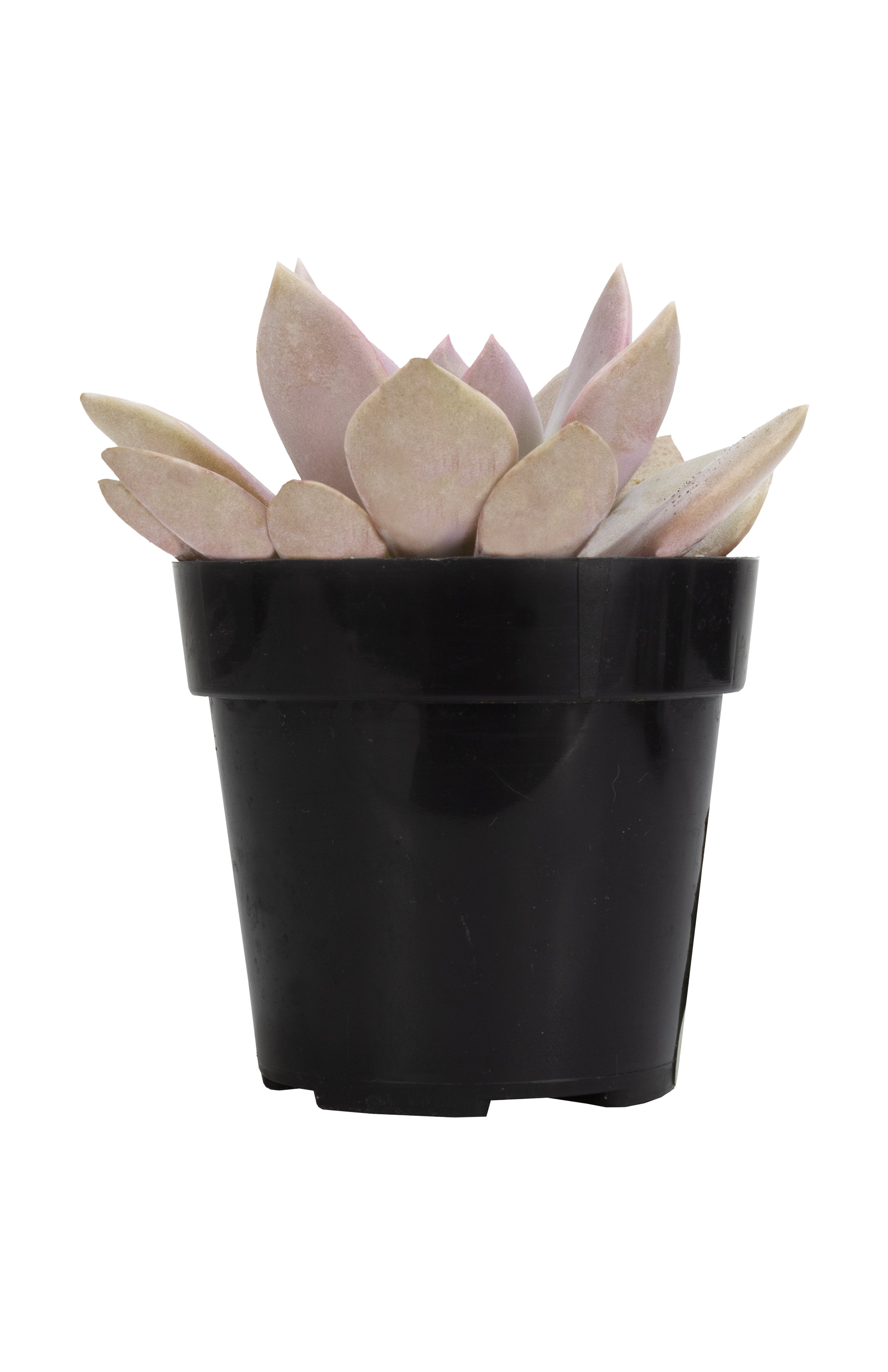 Graptoveria ‘Debbie’ - 2.5- Front