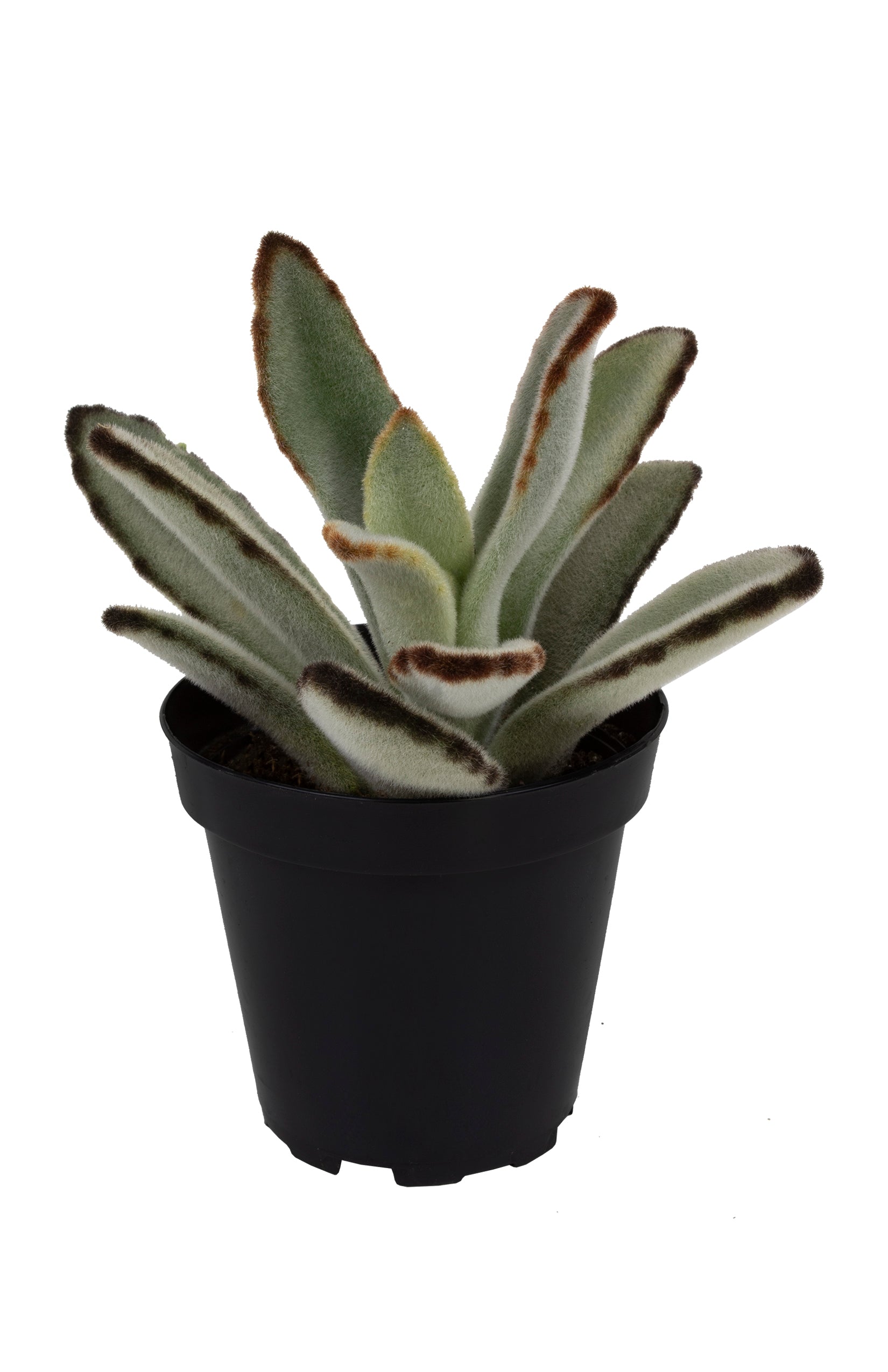Kalanchoe tomentosa 'Black Tie'