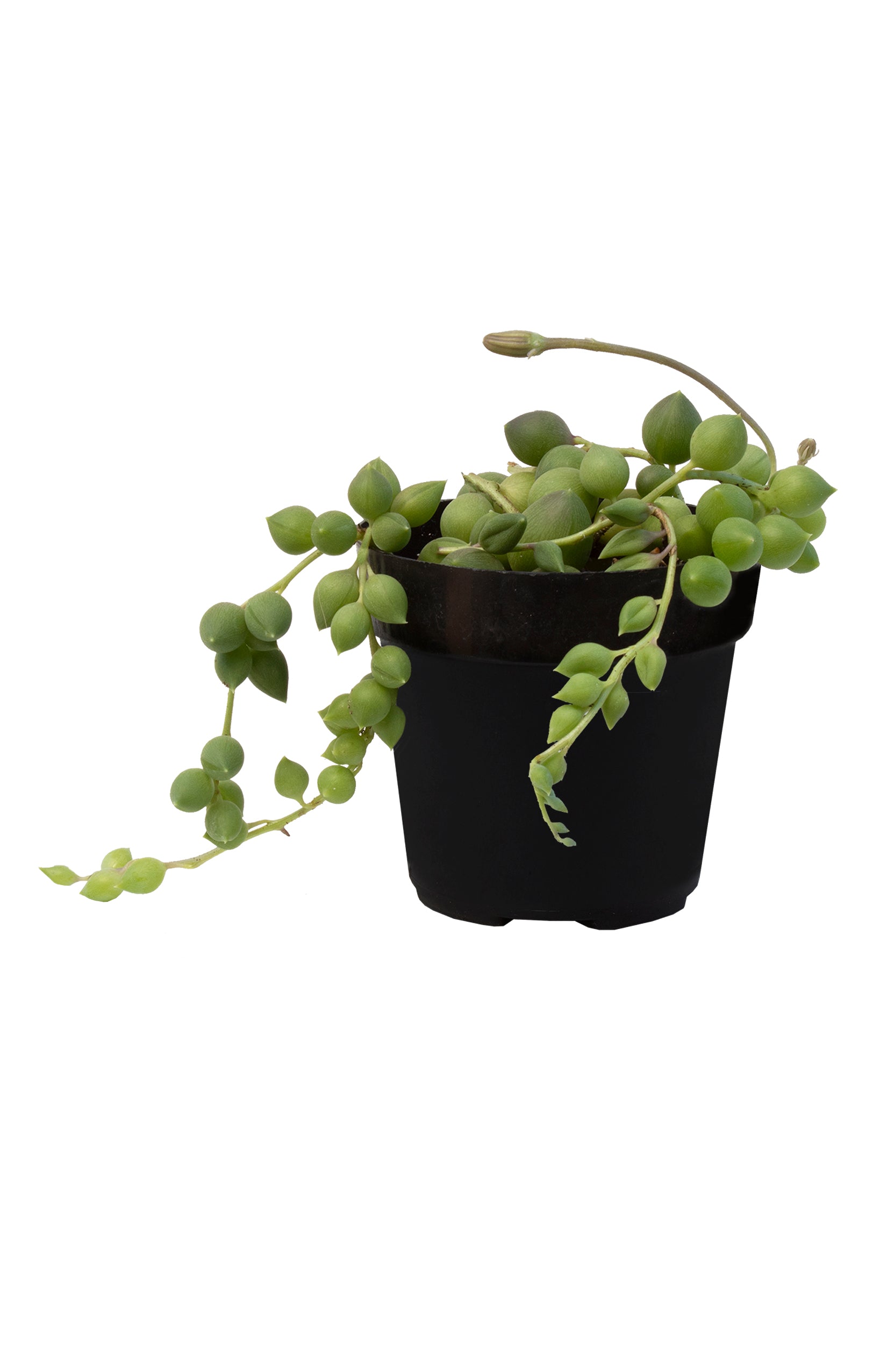Garden Music™ Senecio ‘String of Raindrops’