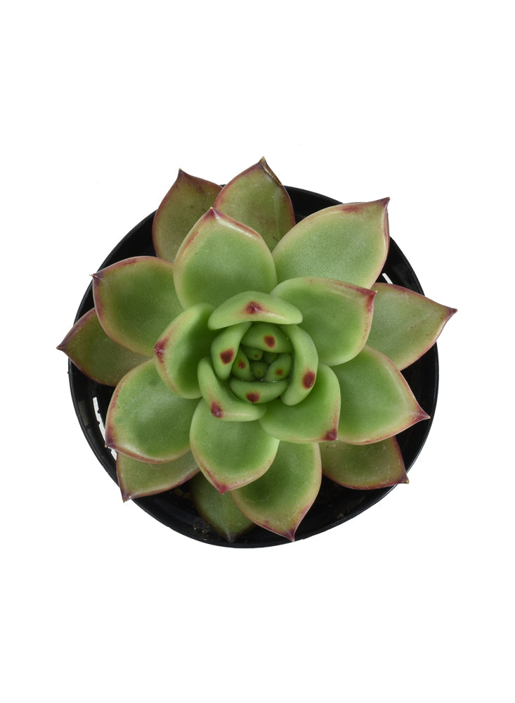 Echeveria agavoides x pulidonis