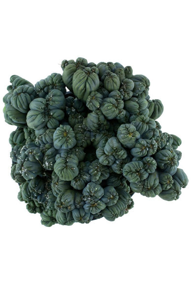 succulents box cereus ming thing cereus forbesii monstrose Cereus forbesii monstrose 'Ming Thing' – Altman Plants