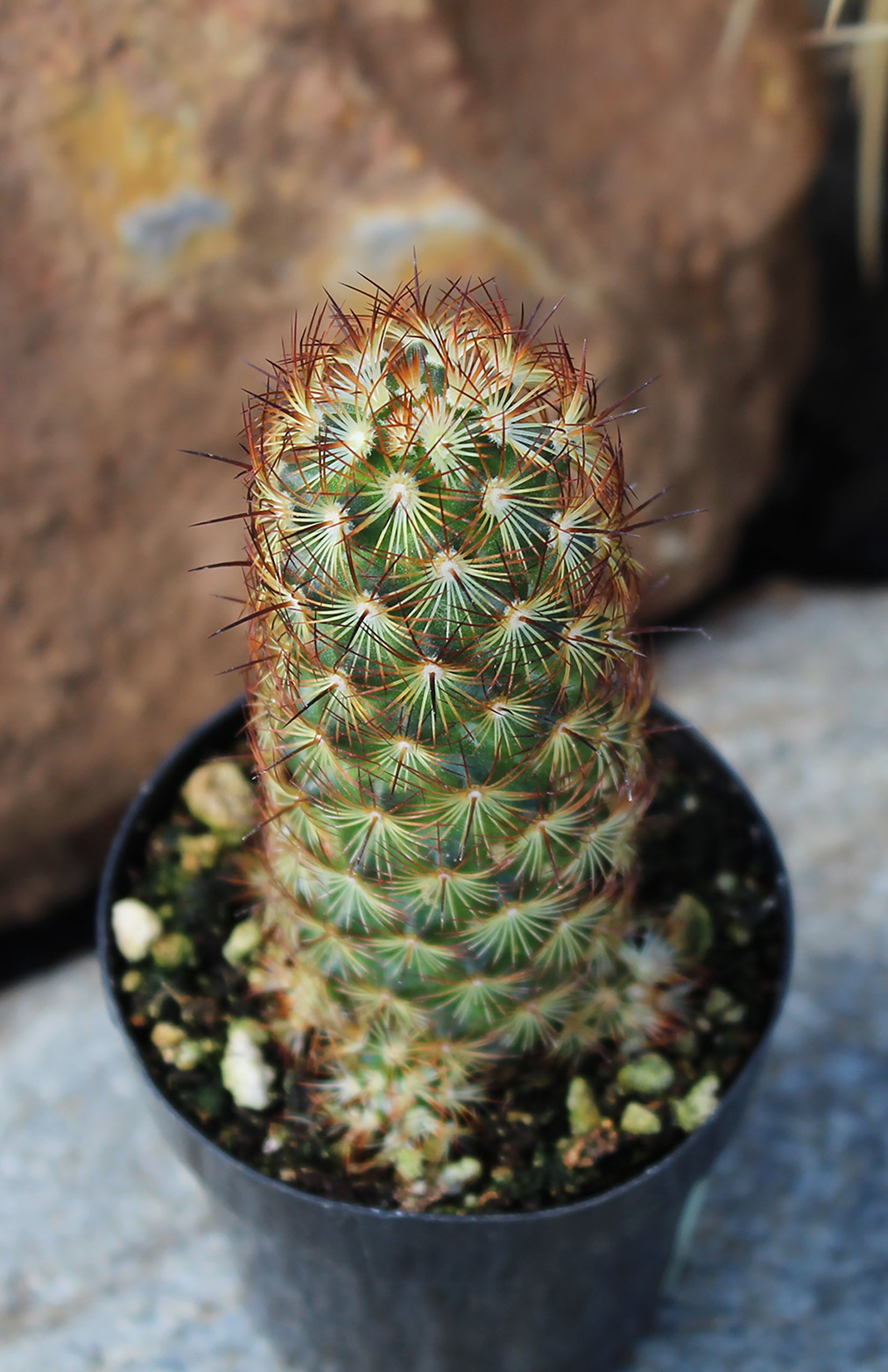 Mammillaria elongata ‘Copper King’