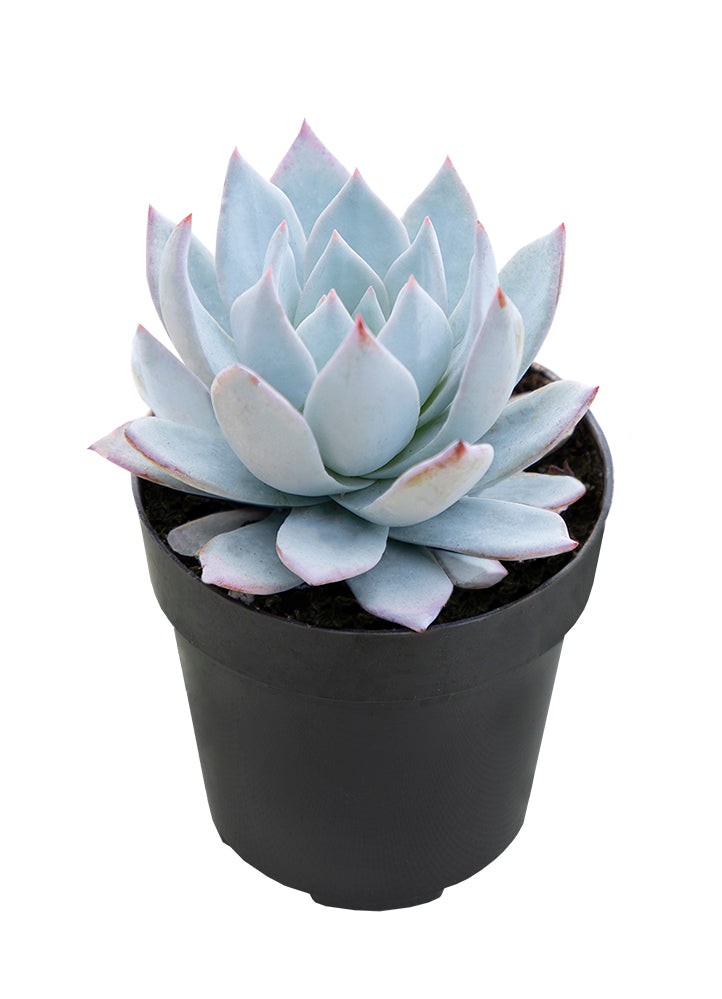 Echeveria peacockii