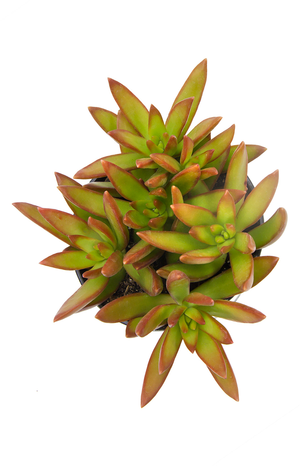 Garden Champions™ Sedum adolphi Firestorm™