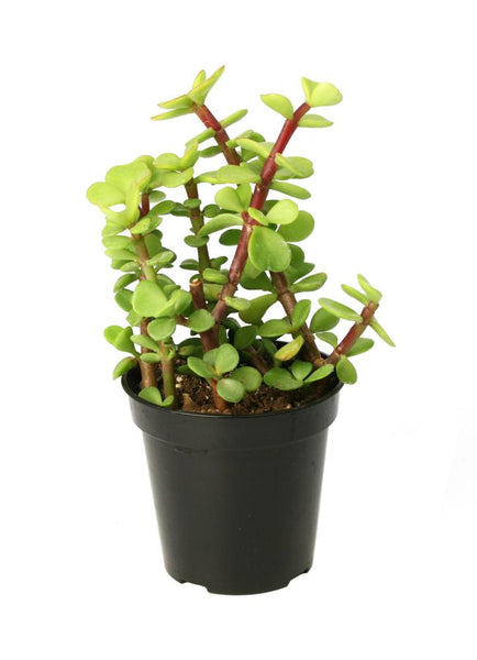 elephants eating portulacaria afra Portulacaria afra "Elephant Bush / Spekboom" – Altman Plants