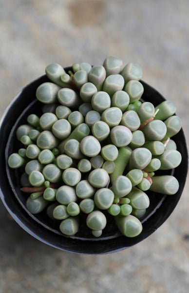 frogs toe succulent Fenestraria aurantiaca “Baby Toes” – Altman Plants