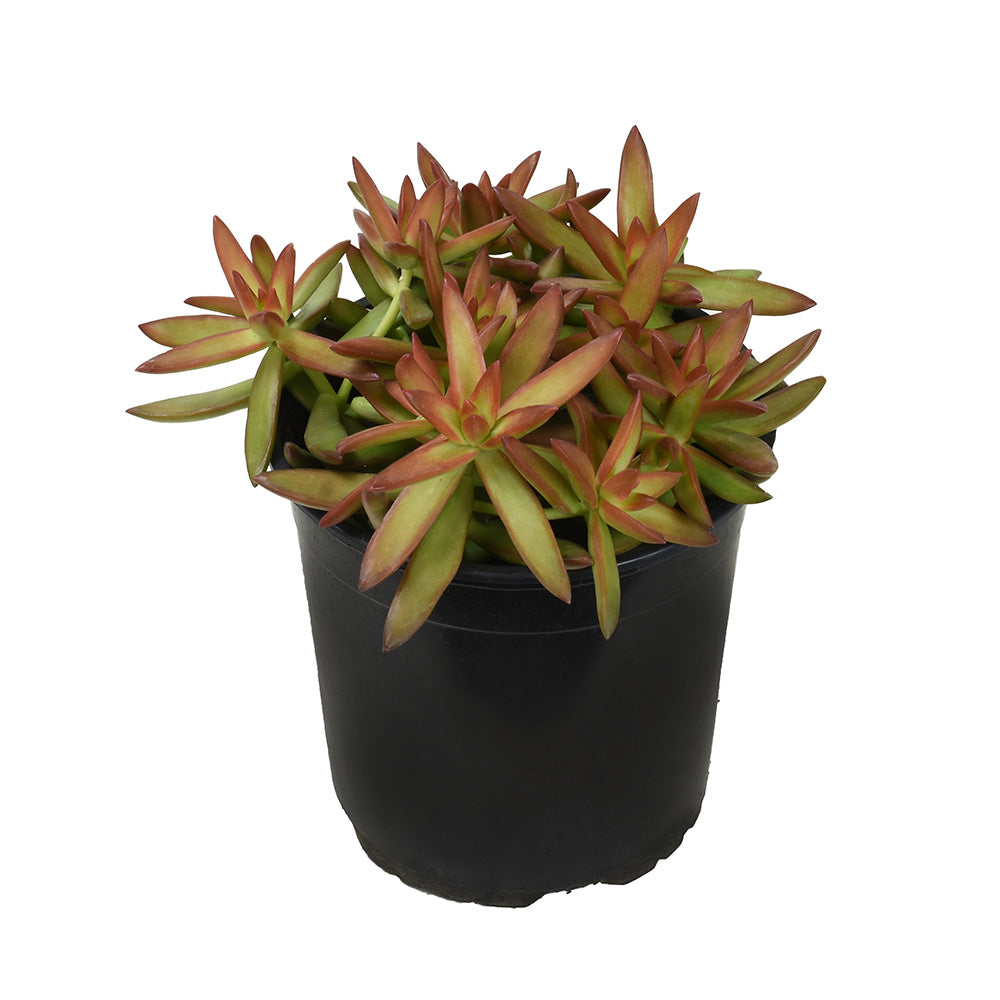 Garden Champions™ Sedum adolphi Firestorm™