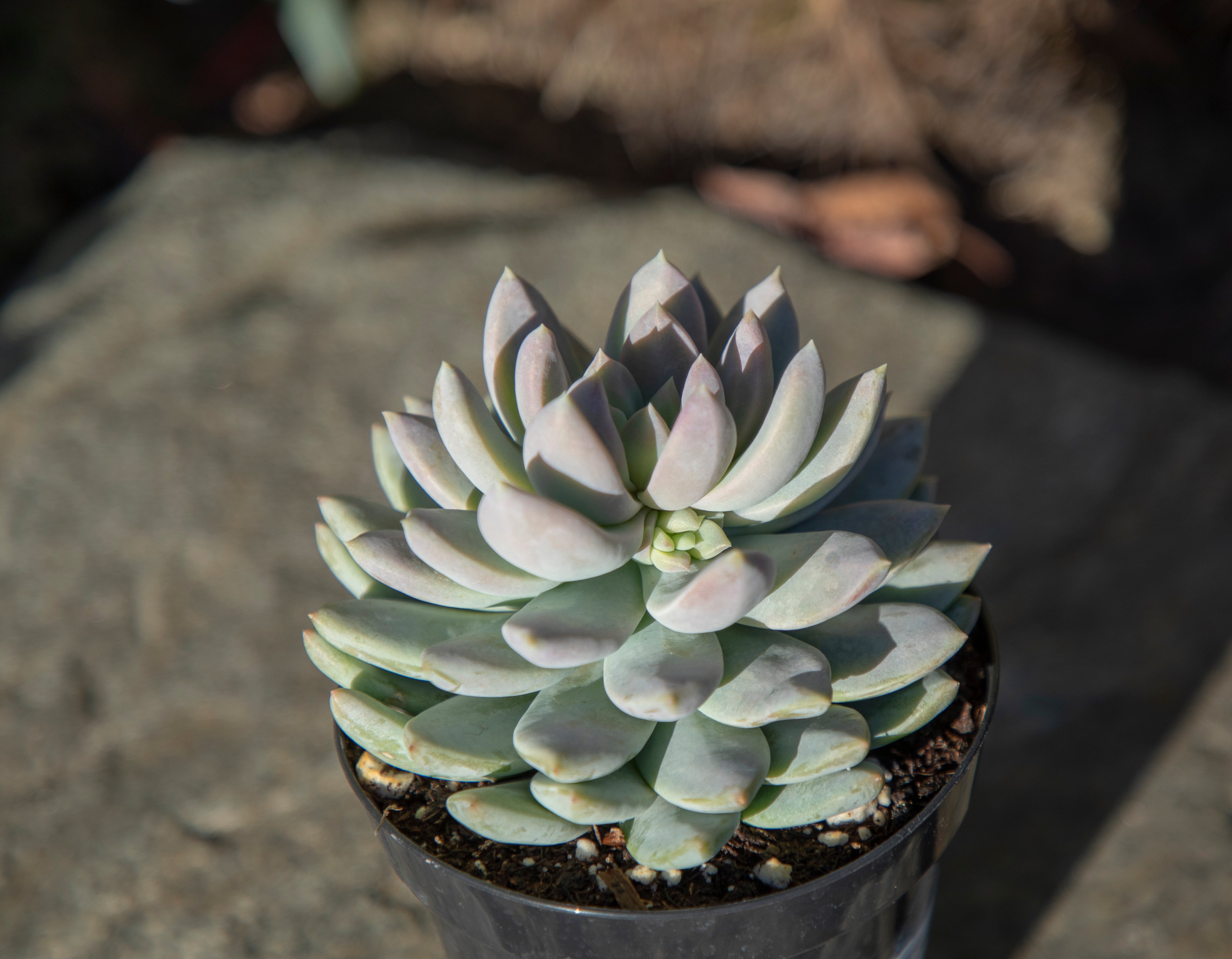 Sedeveria ‘Lilac Mist’ USPP29,643 - 3.5