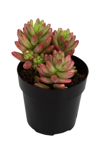 sedum aurora succulent Garden Champions™ Sedum rubrotinctum 'Aurora' – Altman Plants