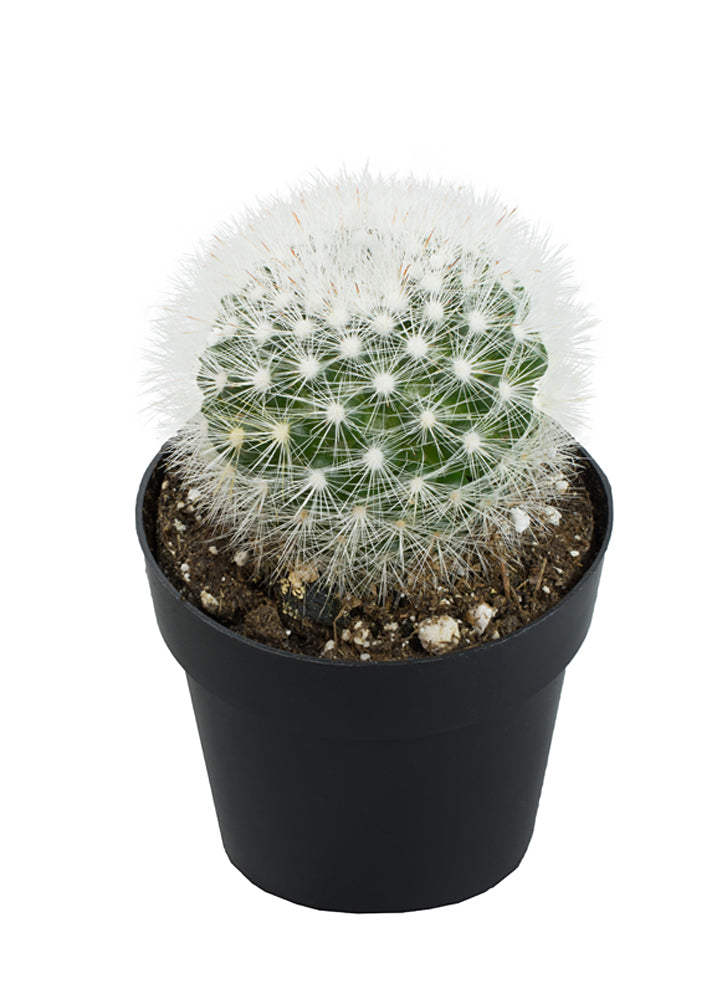 Mammillaria schwarzii