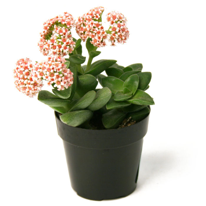 Crassula ‘Springtime’
