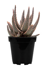 Aloe ‘Purple Haze’ USPP32,604