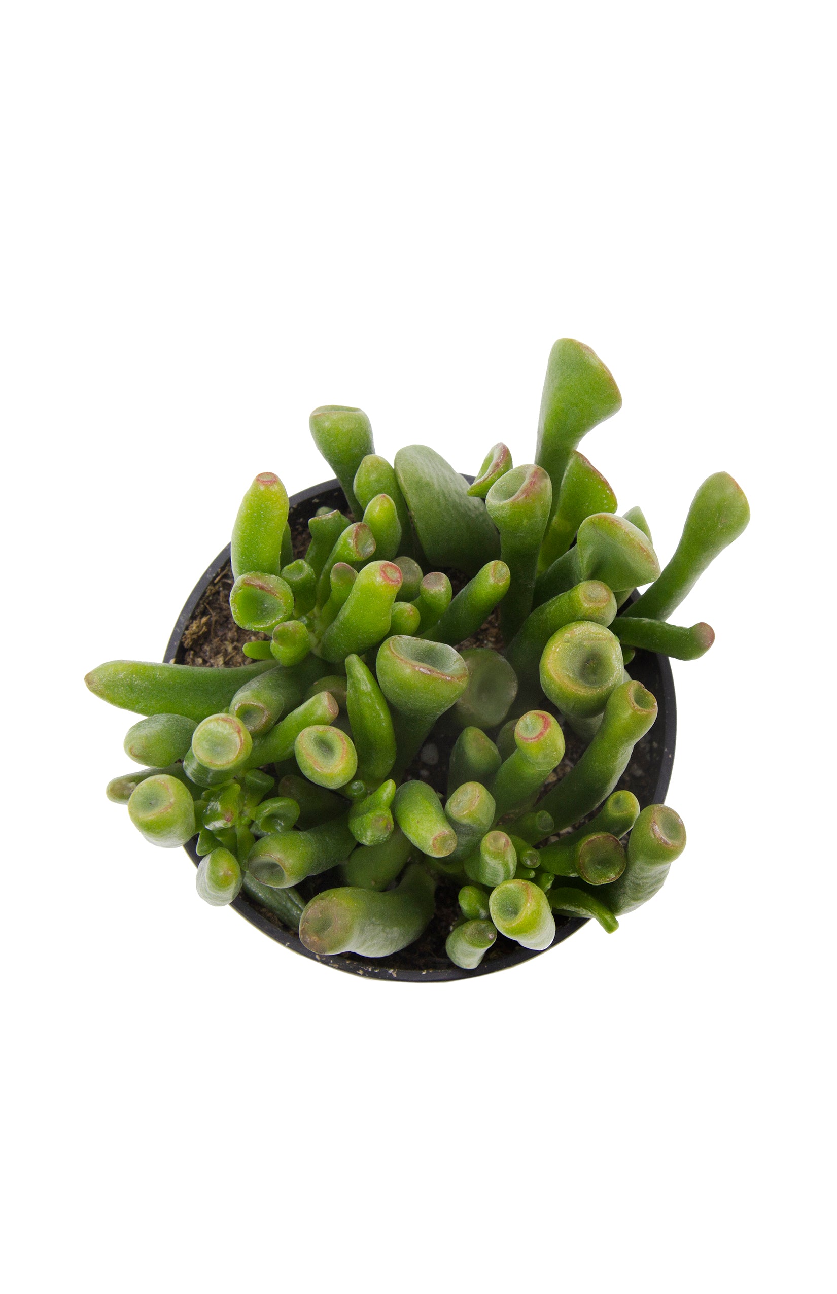 Crassula ovata ‘Gollum’