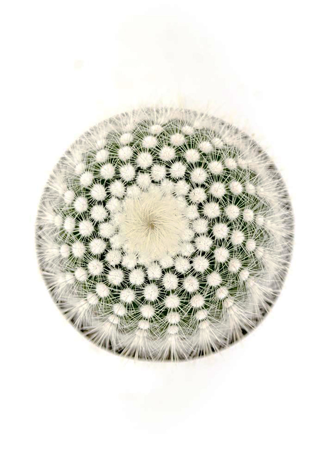 notocactus silver ball top