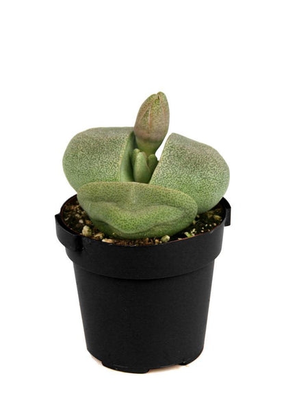 rock succulent flower Pleiospilos nelii “Split Rock” – Altman Plants