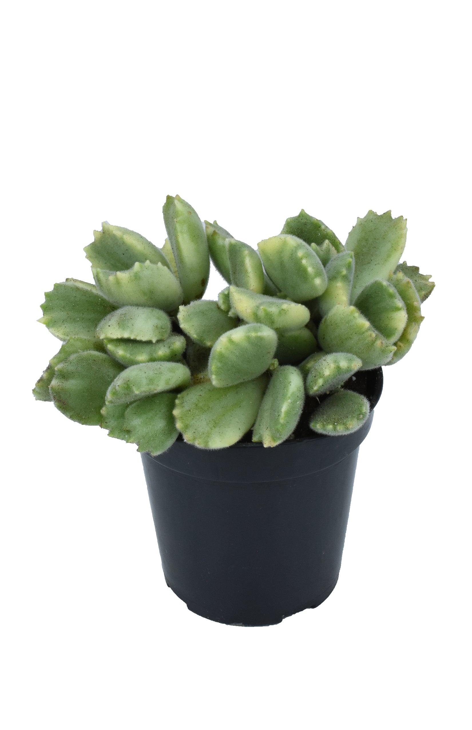 Cotyledon ladismithiensis ‘Variegata’ “Variegated Bear's Paw”