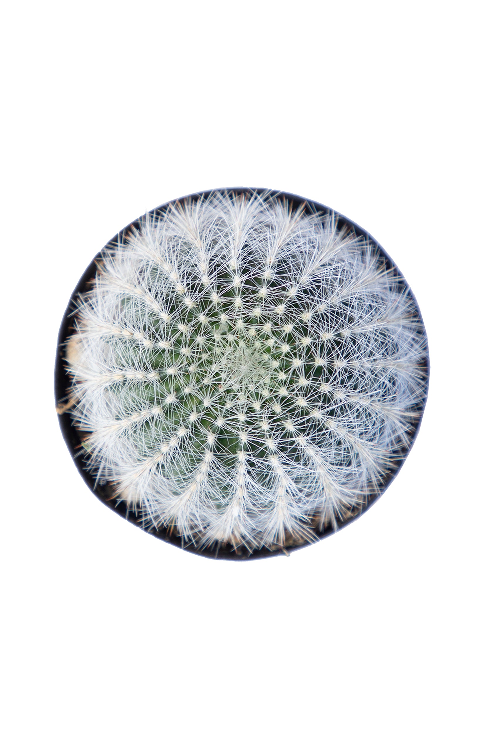 Echinopsis leucomalla "Cob Cactus"